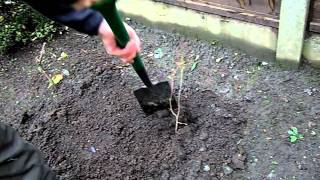 How to Plant a Tree Sapling [upl. by Mitzi786]