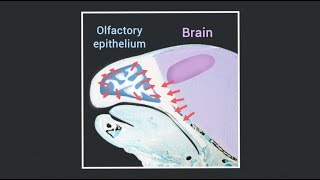 Signals from the brain and olfactory epithelium control shaping of the nasal capsule [upl. by Rafa]