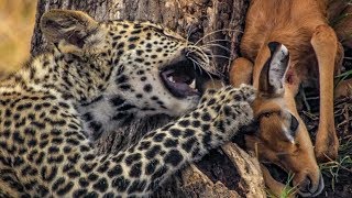 Baby Leopard Plays with His Food  BBC Earth [upl. by Flodnar579]