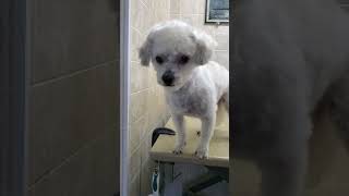 Havanese dog breed Before amp After grooming transformation video dog grooming [upl. by Youngran]