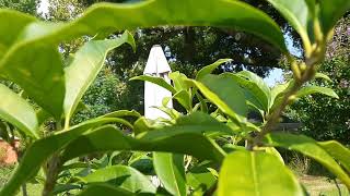 Orange Fragrant Tea Olive Shrub Osmanthus fragrans aka Sweet Olive in a Louisiana Garden [upl. by Robbert37]