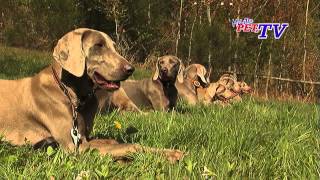 Weimaraner Informationen zur Rasse [upl. by Trip]