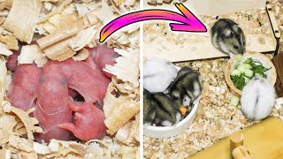 How Baby Dwarf Hamsters Grow From Birth to 28 Days [upl. by Dalston]