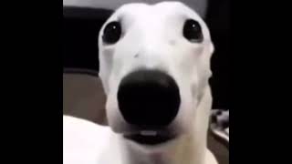 White dog shivering meme 1 HOUR [upl. by Aihset]