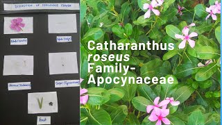 Catharanthus roseus Vinca roseaFamilyApocynaceaeMadagascar Periwinkleflower dissection [upl. by Canica]