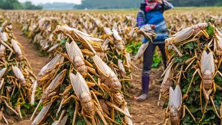 How Billions of Locusts Raise and Consume by Chinese  Locust Farming Techniques  Locust Farm [upl. by Cadal]