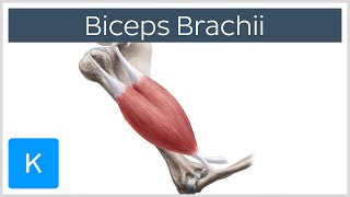 Biceps Brachii Muscle  Origins amp Actions  Human Anatomy  Kenhub [upl. by Denni852]