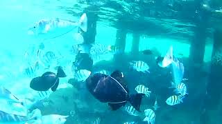 Best of Embudu Village snorkeling Maldives [upl. by Gosselin]