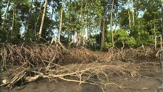 Mangroves The Roots of the Sea AMNH Science Bulletins [upl. by Assirrak]