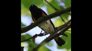 AMERICAN REDSTART [upl. by Ahsietal960]