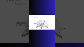 BONE GROWTH and OSTEOBLASTS bones bonehealth exercise fitness physiology genes stemcells [upl. by Windham234]