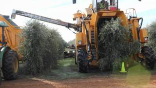 Oxbo 6420 Super High Density Olive Harvester [upl. by Anivol]