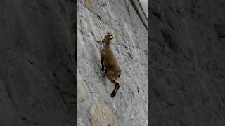 GravityDefying Mountain Goats Secrets of Their Incredible Climbing Skills [upl. by Aelyak558]