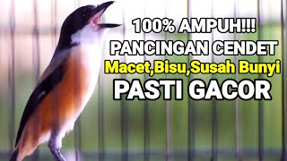 PANCINGAN CENDET SUSAH BUNYI CENDET MACET CENDET STRES CUKUP 10 DETIK PASTI NYAUT [upl. by Schott]