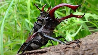 Der Hirschkäfer  The Stag Beetle  HD Doku  Documentary [upl. by Shetrit729]