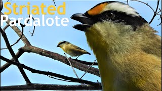 Striated Pardalote Call Bird Singing and Sounds Bird in Queensland [upl. by Nadual]