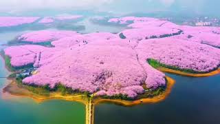 The Largest Cherry Blossom Garden In The Word Gui Zhou China [upl. by Myron]