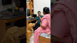 Mom slapped me dog goldenretriever doglover shorts [upl. by Asyram]