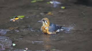 orange headed ground thrush [upl. by Mcnutt]