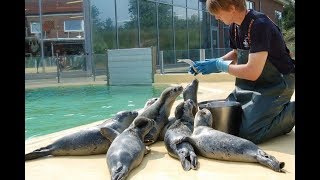 Seehundstation Norddeich Babys Fütterung Heuler Baby Seehunde 4K UHD [upl. by Aninat31]