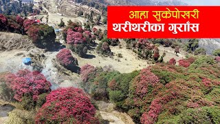 ढकमक्क गुराँस फूलेकाे सुकेपाेखरी । drone view sukepokhari । rhododendron [upl. by Dduj]