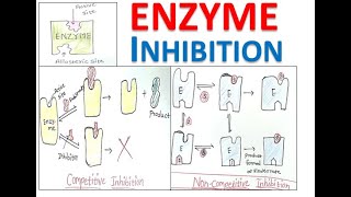 Enzyme Inhibition  Types of Enzyme Inhibition  Biochemistry lecture Hindi [upl. by Suhail137]