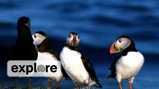 Project Puffin 40 Years of Seabird Restoration [upl. by Emoreg]