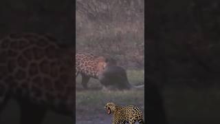 🐆Jaguars hunt anaconda🐍 [upl. by Yelkrab297]