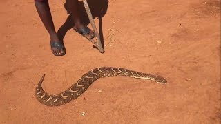 PUFF ADDEREncounter with dangerous Snake in the village [upl. by Anahpos]