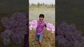 ఈ కొవ్వొత్తు పువ్వులు మీకు తెలుసా 2024 Hyacinth flowers [upl. by Ylimme75]