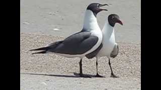 LAUGHING GULLS [upl. by Miguelita]