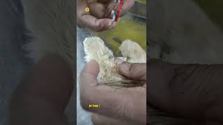 How to trim cat Nails clipping amp paws trimming petgroomingbynaveed catgrooming pets [upl. by Otxilac]