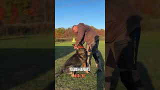 Dog training with pain fear and violence [upl. by Eleik]