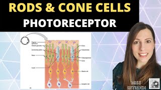 Rods and Cone cells Photoreceptors in the human retina Alevel Biology Nervous System [upl. by Romo]