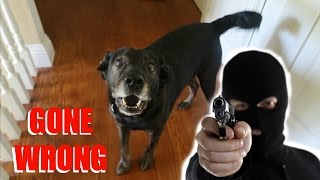 Burglar PRANK on my Dog GONE WRONG [upl. by Adoh]