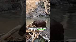 The Vital Role of Beavers in Ecosystems Building Dams and Shaping Habitats [upl. by Neelloc12]