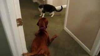 Abbey Vizsla squirming to play with kitty [upl. by Jar31]