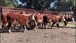 Elders Myrtleford Blue Ribbon Weaner Sale  Leonard Ryan  11 Hereford Heifers Weaners Avg 291kg [upl. by Pestana688]