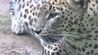 Leopardos de Sri Lanka en el Zoo de Santillana [upl. by Philbo]