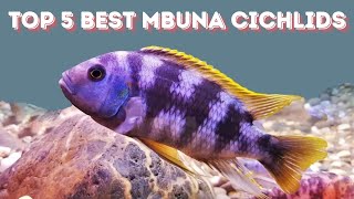 Best Mbuna cichlids [upl. by Annawyt404]