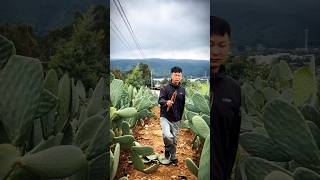 Cactus Pruning Techniques For High Yield Fruits farming agriculture satisfying [upl. by Ravert770]