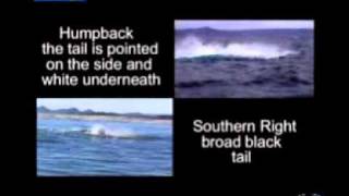 Humpback Whales vs Southern Right Whales [upl. by On]