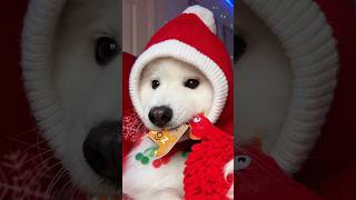 Advent Calendar Day 3 christmas adventcalendar cutedog pets tiktok dogshorts funny samoyed [upl. by Arodal]