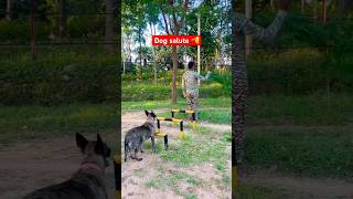 Military training dog 🐕 youtubeshorts shortvideo viralvideo shortsfeed malinois armydog [upl. by Eemiaj]