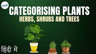 Herbs Shrubs and Trees  in Hindi हिंदी में [upl. by Idnyc618]