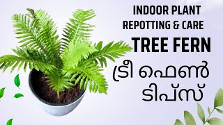 ട്രീ ഫേൺ ടിപ്സ് Tree Fern Tips amp Repotting Indoor Plant Malayalam [upl. by Siari603]