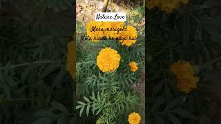 Mera Marigold mota kinna ho gaya haigardenflowers shortviral naturelove pragnyagarden [upl. by Ardnosac]