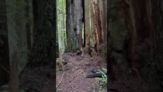 Redwood National Park [upl. by Enram717]