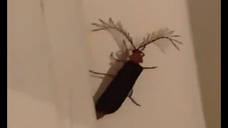 Flying Cockroach Attack Compilation  Directed by Robert B Weide cockroach meme [upl. by Enovaj]