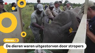 Zeldzame witte neushoorns verhuizen van ZuidAfrika naar Congo [upl. by Enael]